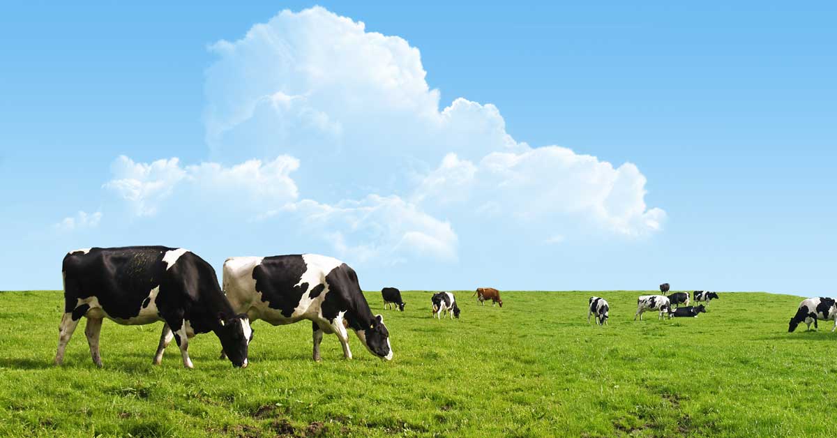 Bœuf nourri à l'herbe contre du grain - Quelle est la différence?

