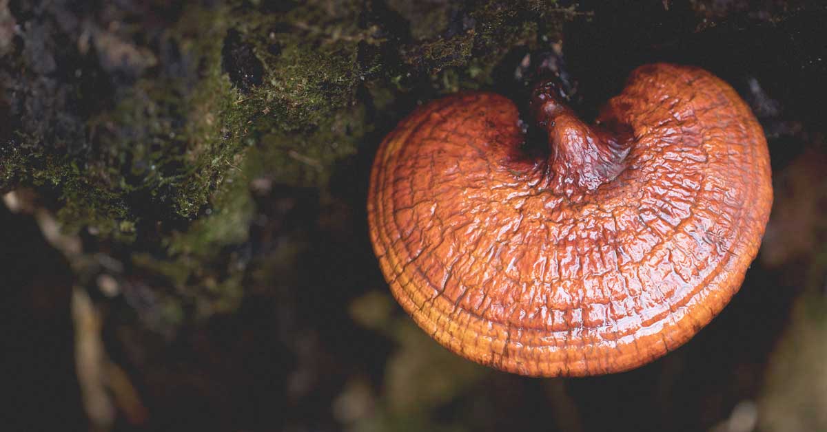 6 avantages du champignon Reishi (plus effets secondaires et dosage)

