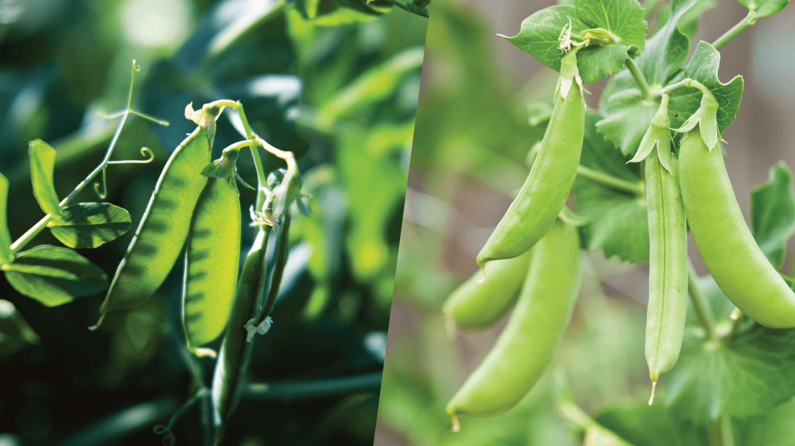 Inona no maha samy hafa ny snow peas sy ny siramamy snap peas?