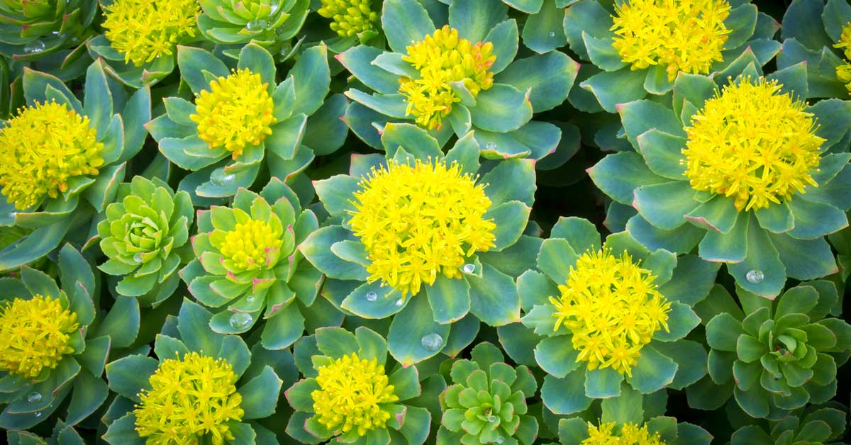 7 bienfaits de la rhodiola rosea sur la santé

