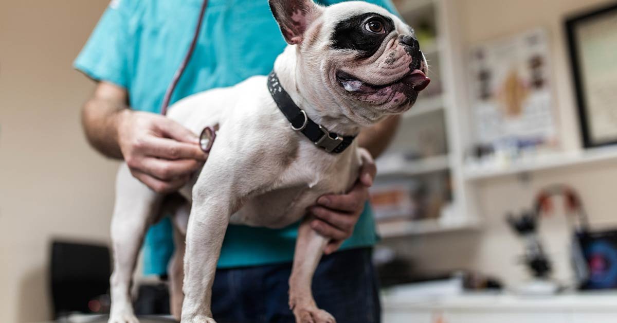 Grippe canine: Pourquoi vacciner votre animal maintenant

