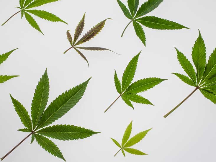 Des chercheurs disent que le cannabis peut être bénéfique aux personnes atteintes de sclérose en plaques

