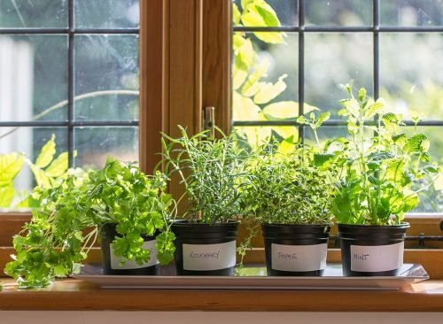 plantes par fenêtre