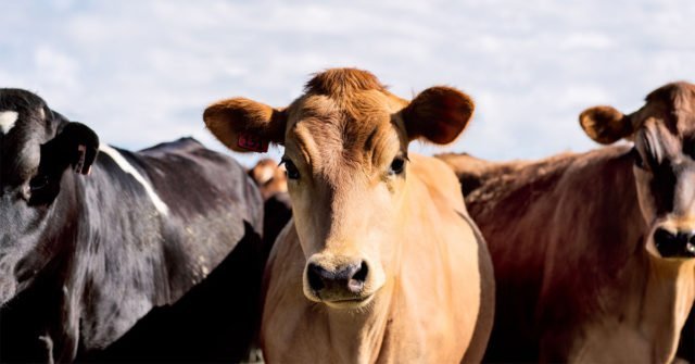 Qu'est-ce que le collagène bovin et présente-t-il des avantages?