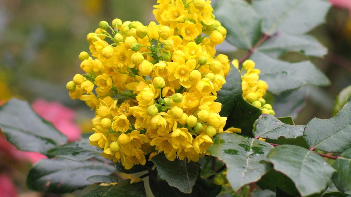 Oregon grape?  Uses and side effects