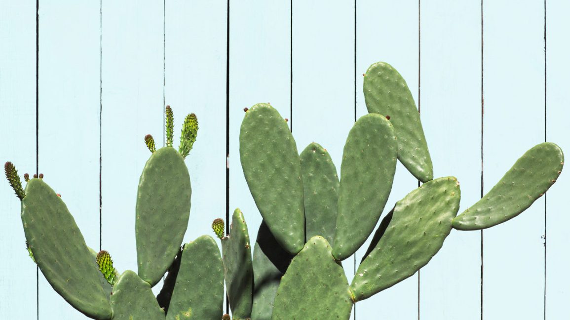 Cactus à partir duquel l'eau de cactus peut être dérivée