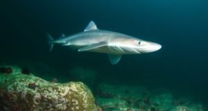 Huile de foie de requin: avantages, utilisations et effets secondaires