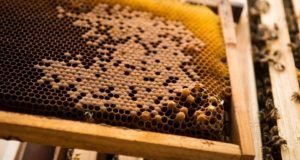 La cire d'abeille est-elle végétalienne?