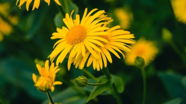 Médecine homéopathique à l'arnica: aperçu, utilisations et avantages