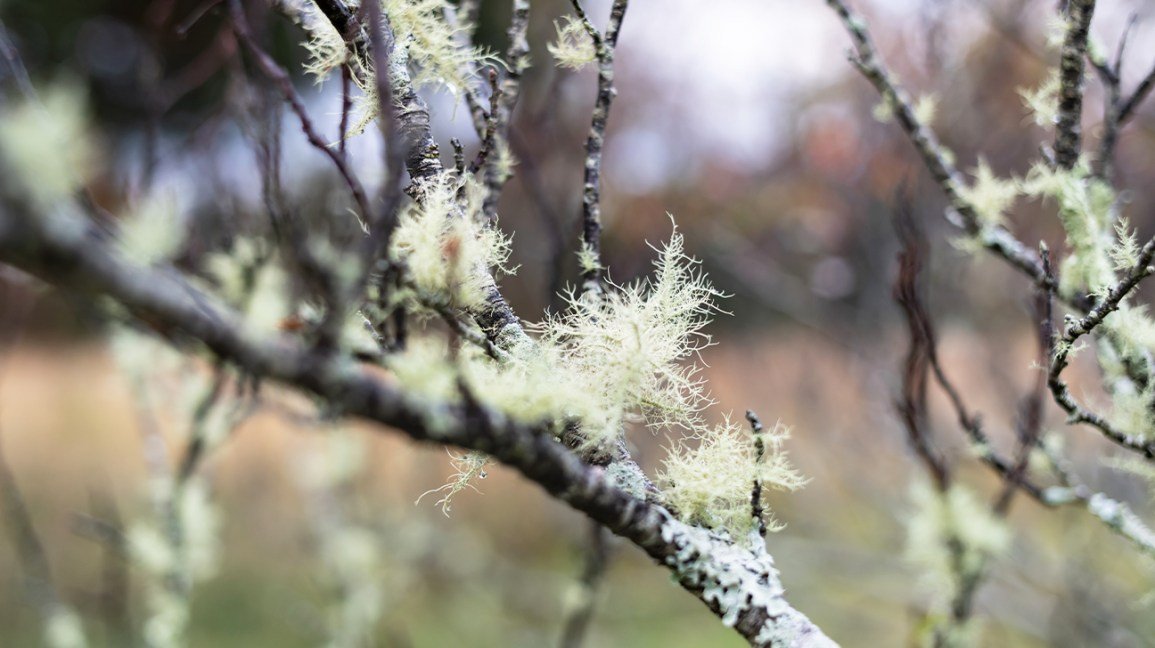 Usnea lichen poussant sur une branche d'arbre