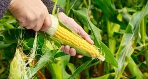 OGM-avantages-et-inconvenients-etayes-par-des-preuves.jpg