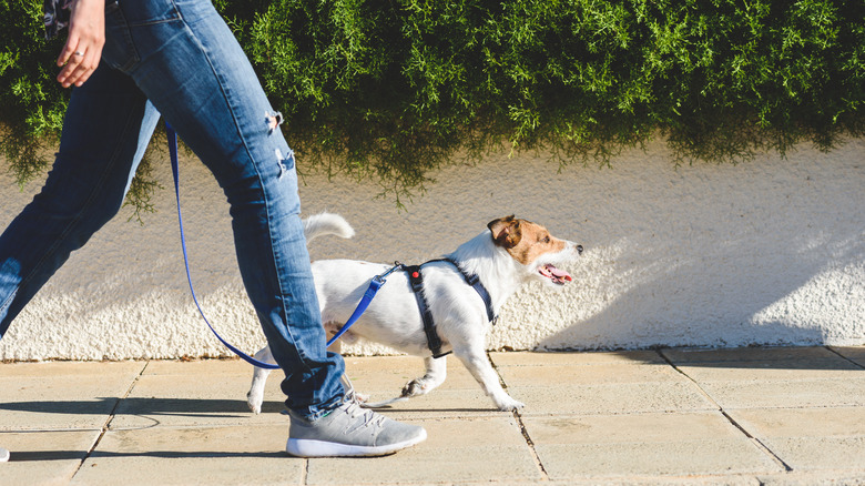 personne promenant un chien