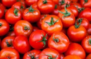 Tomates 101
