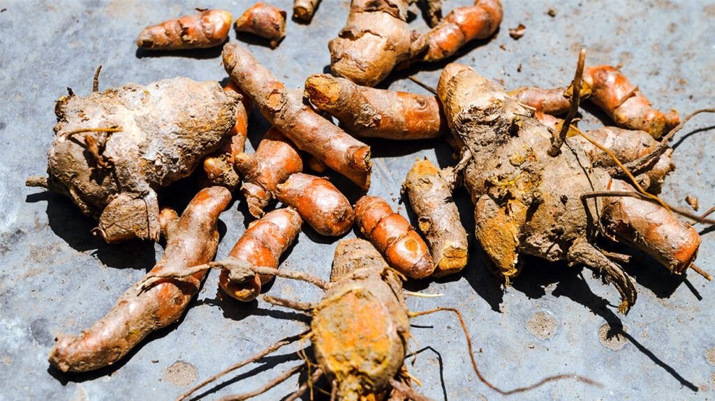 Morceaux de curcuma (curcuma longa) sur une surface plane