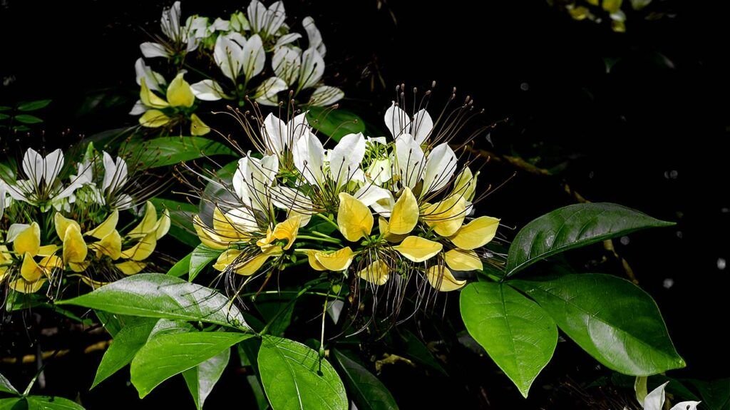 La fleur de la plante crataeva nurvala, qui peut traiter les symptômes du syndrome de la vessie hyperactive 1