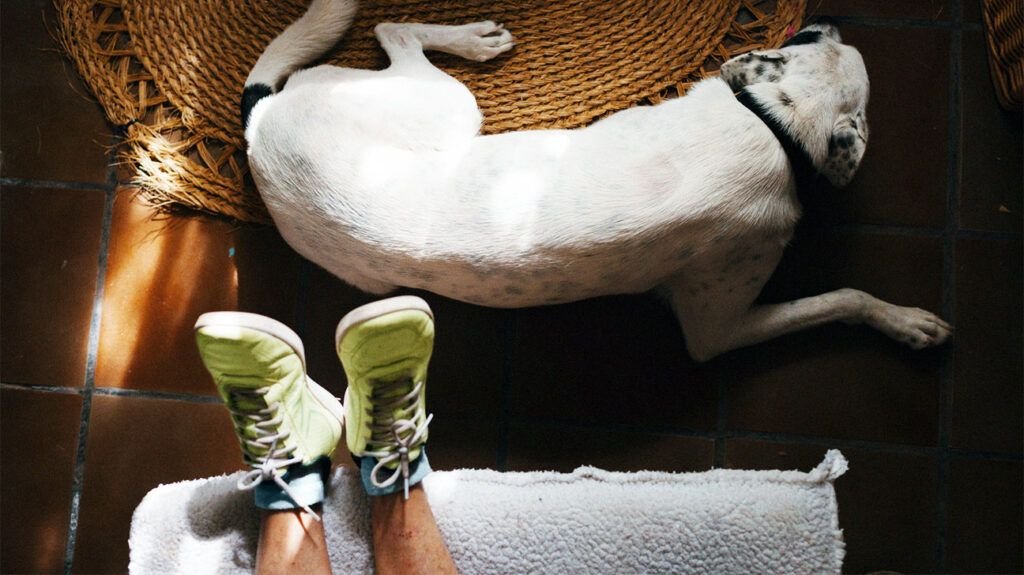 chien blanc avec des taches noires dormant devant les pieds de quelqu'un vêtu de baskets vert vif