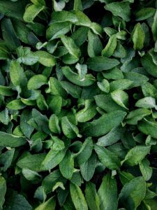 Image of fresh spinach leaves